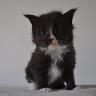 maine_coon_kittens