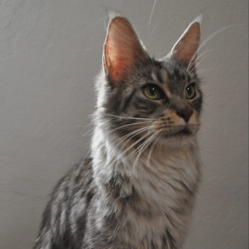 Ulala-maine-coon-female--Silver