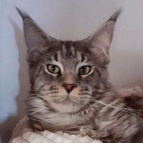 Aristotel-maine-coon-male--Silver